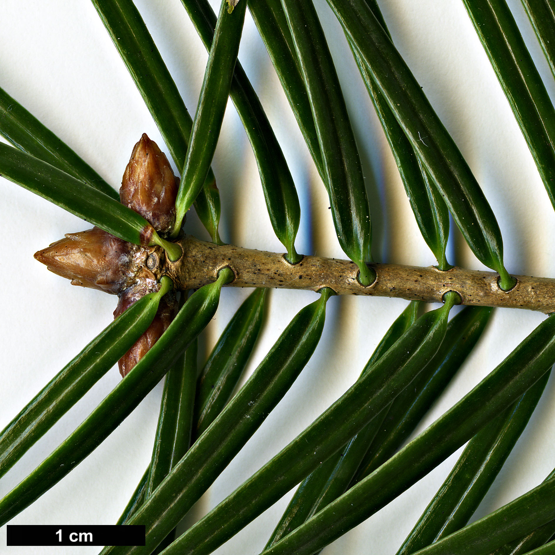 High resolution image: Family: Pinaceae - Genus: Abies - Taxon: chensiensis - SpeciesSub: subsp. salouenensis